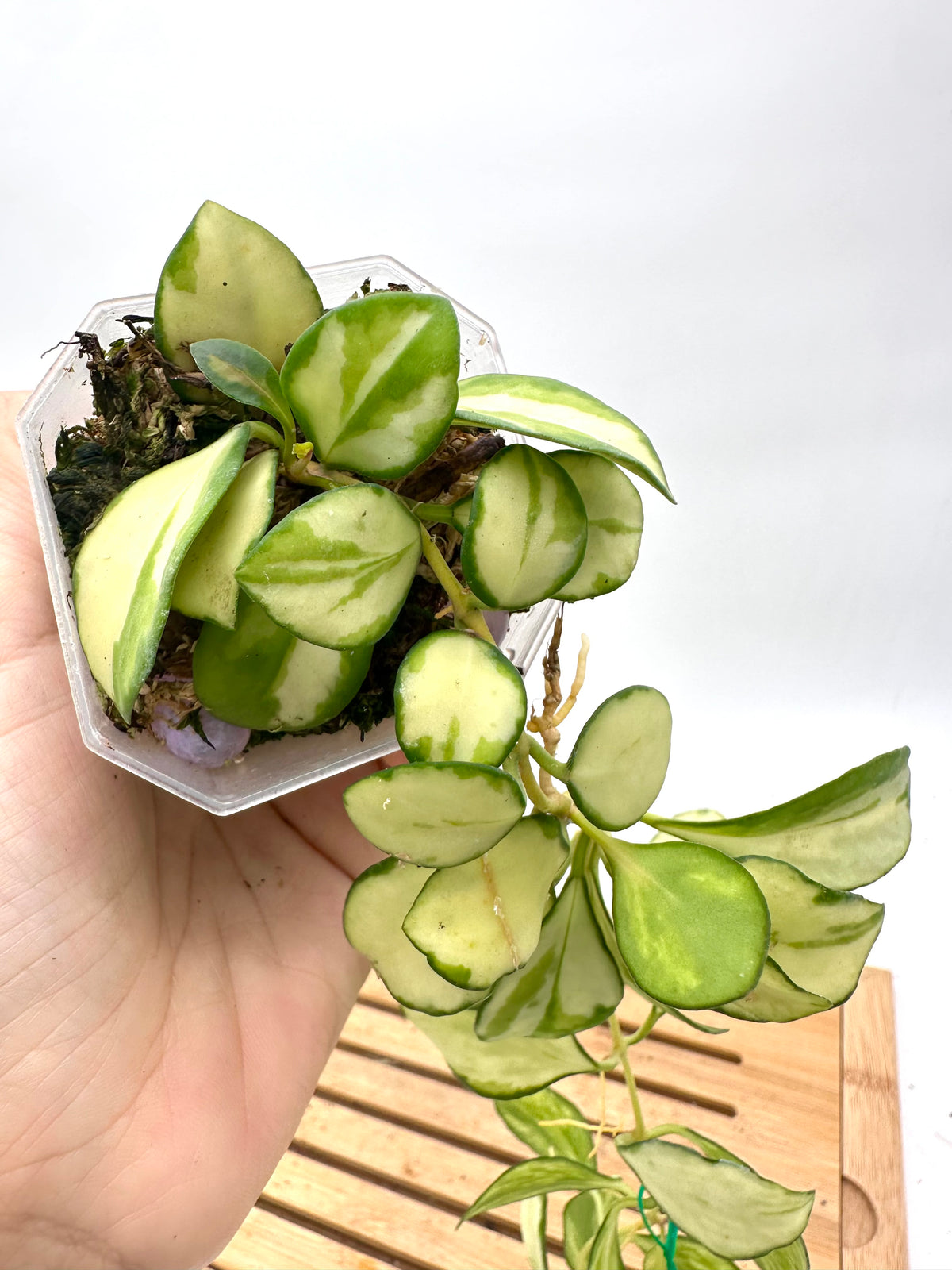 Hoya Heuschkeliana Inner Variegated