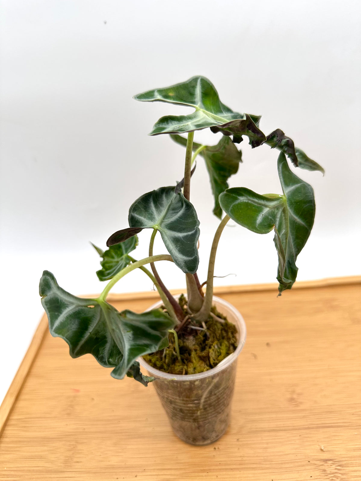 Alocasia Loco - Multiple Growths