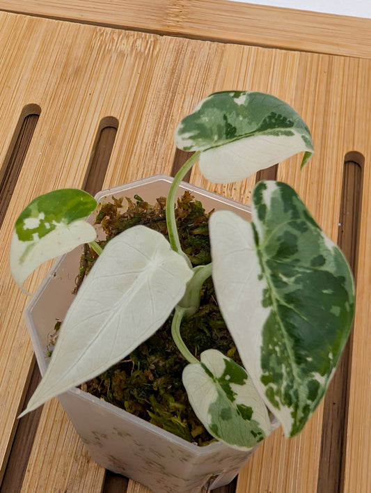 Alocasia Okinawa Silver - 2” pot