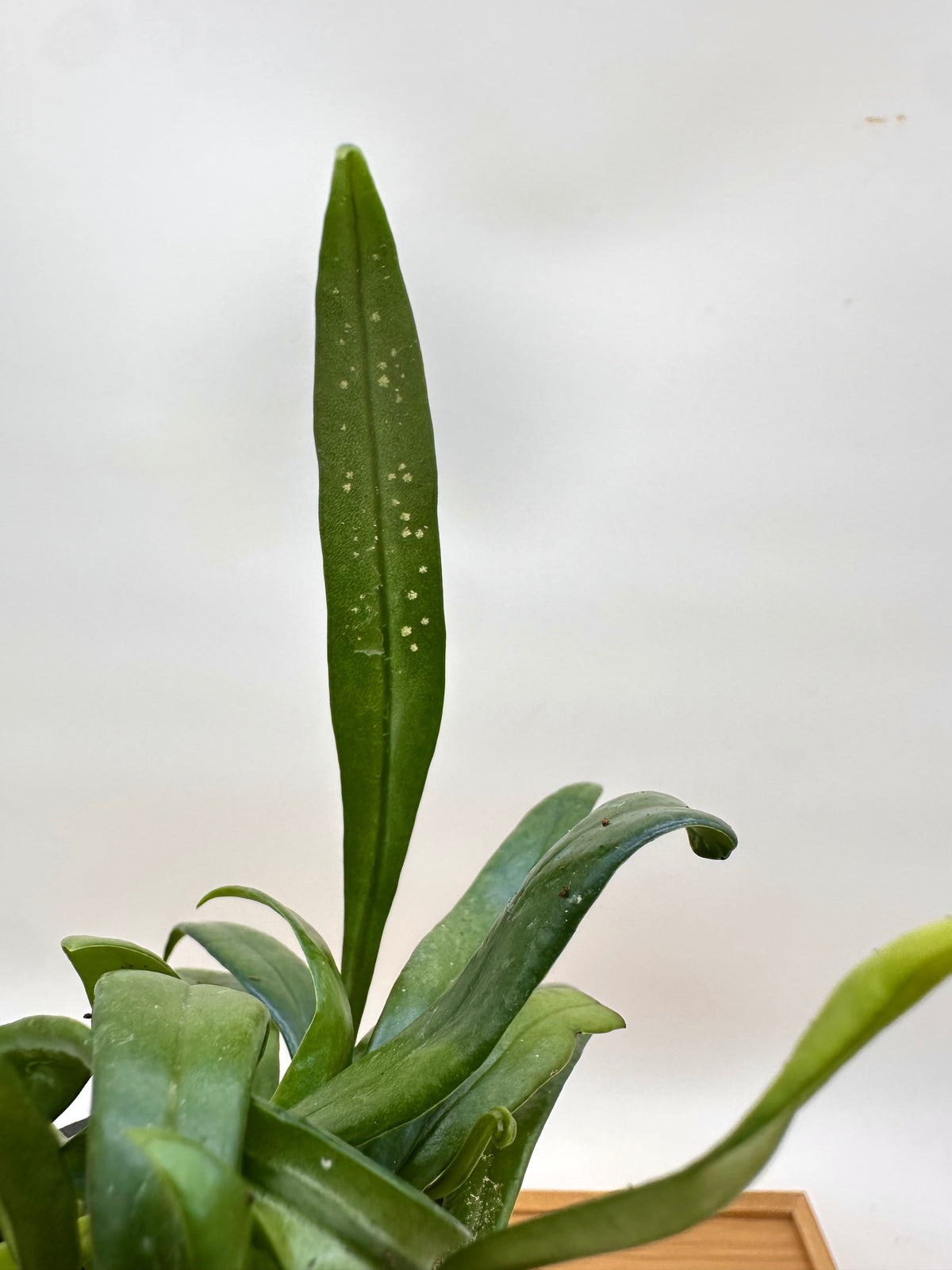 Blue Oil Fern