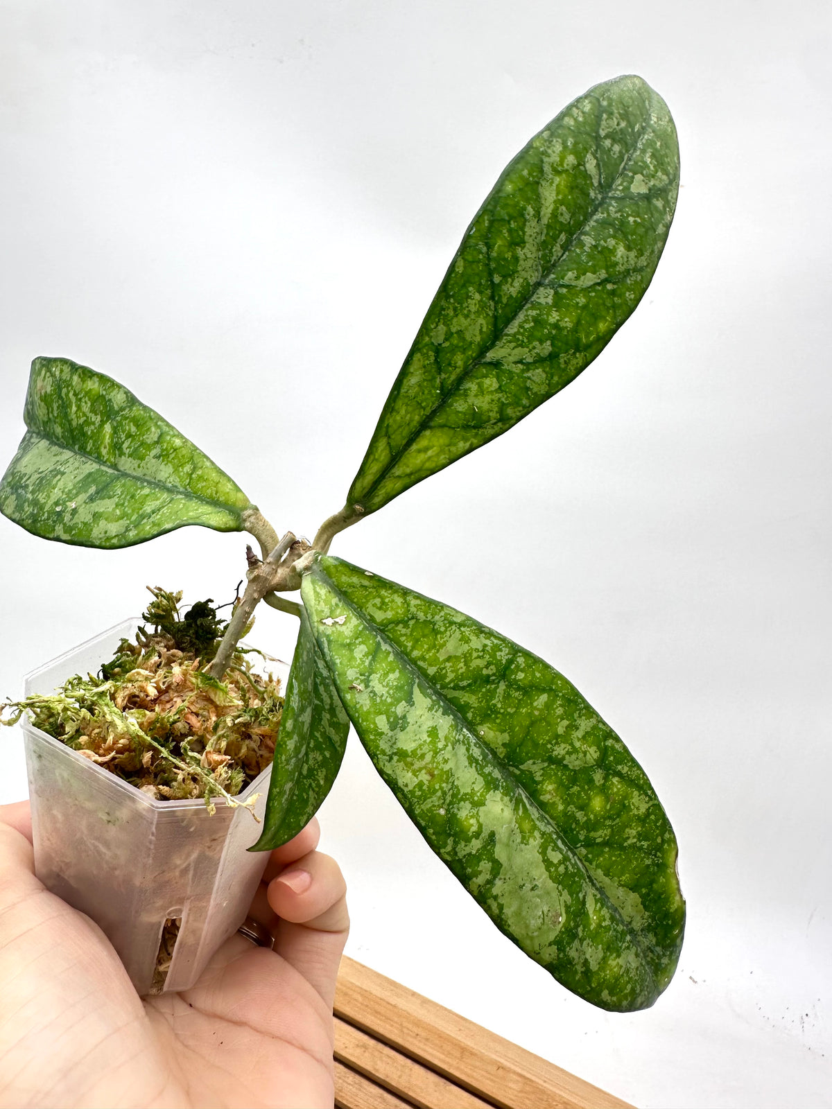 Hoya Crassipetiolata Splash