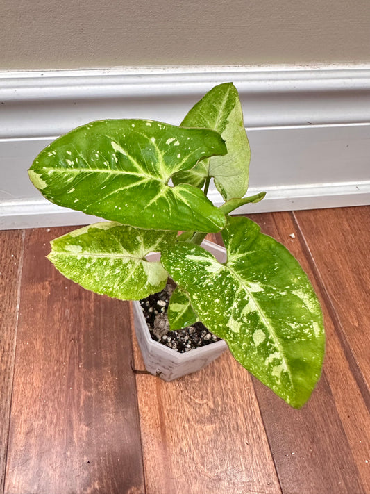 Syngonium Panda Galaxy - showing 6 growths