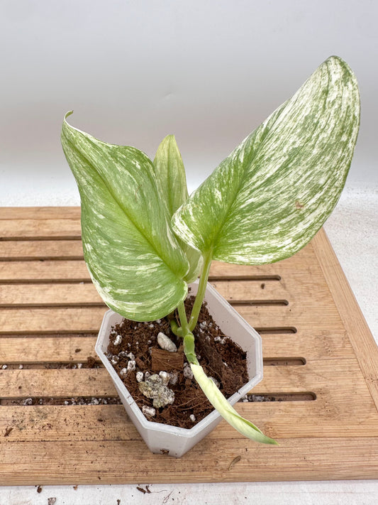 Scindapsus Treubii Moonlight Variegatef