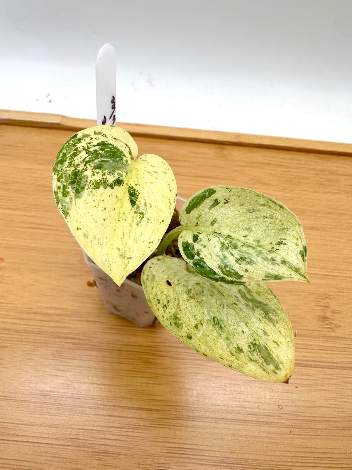 Scindapsus Creme Brulee