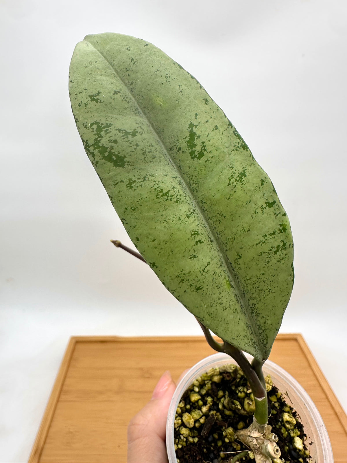 Hoya Griffithii Silver