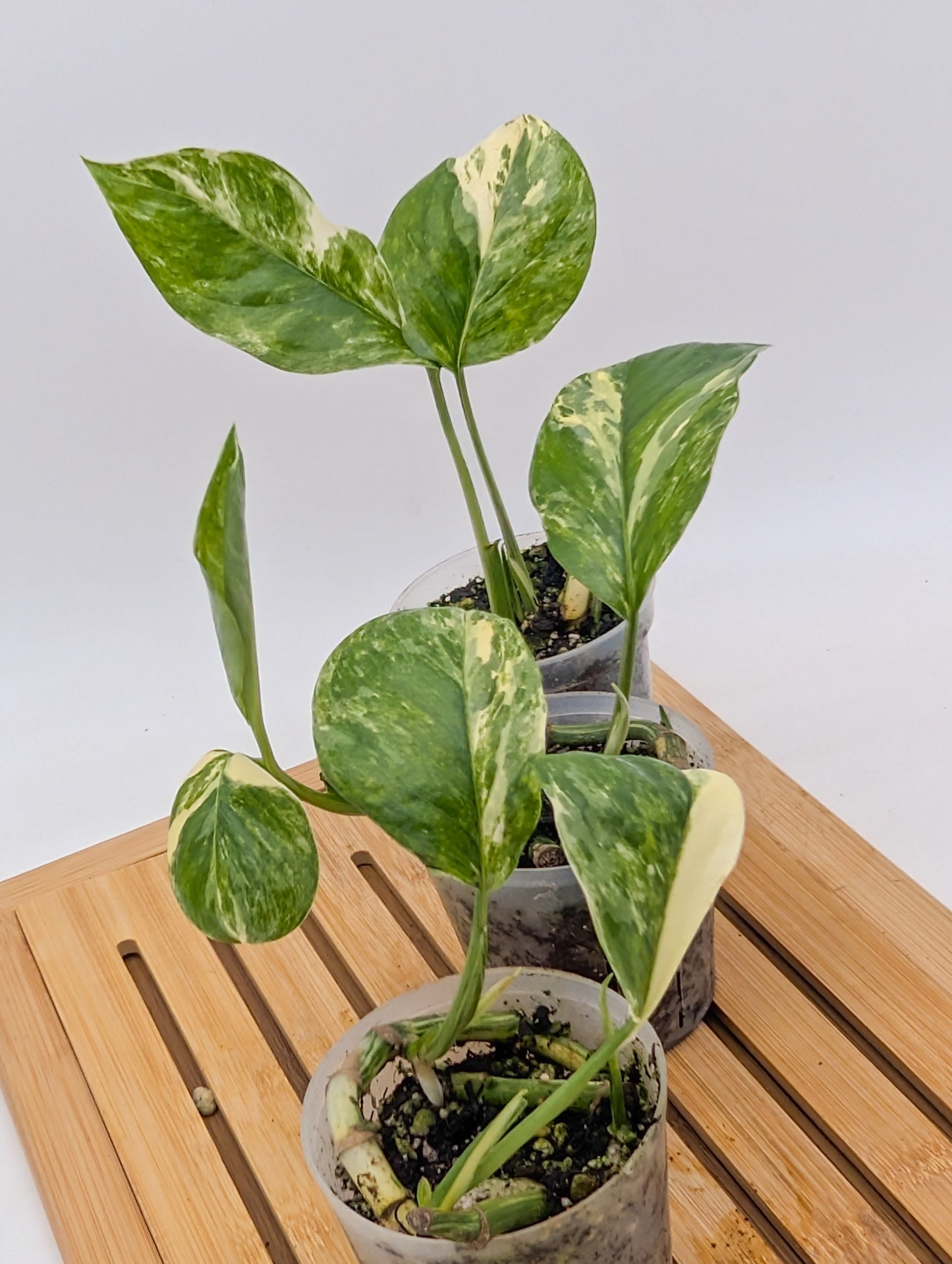 Monstera Lechleriana Variegated - Multiple Growths