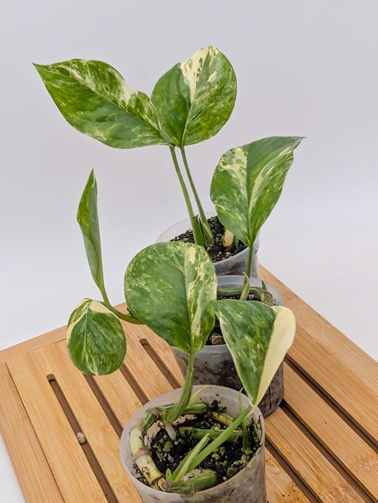 Monstera Lechleriana Variegated - Multiple Growths