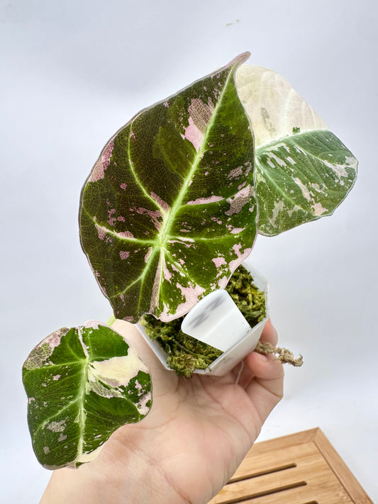 Alocasia Black Velvet Pink Albo Variegated