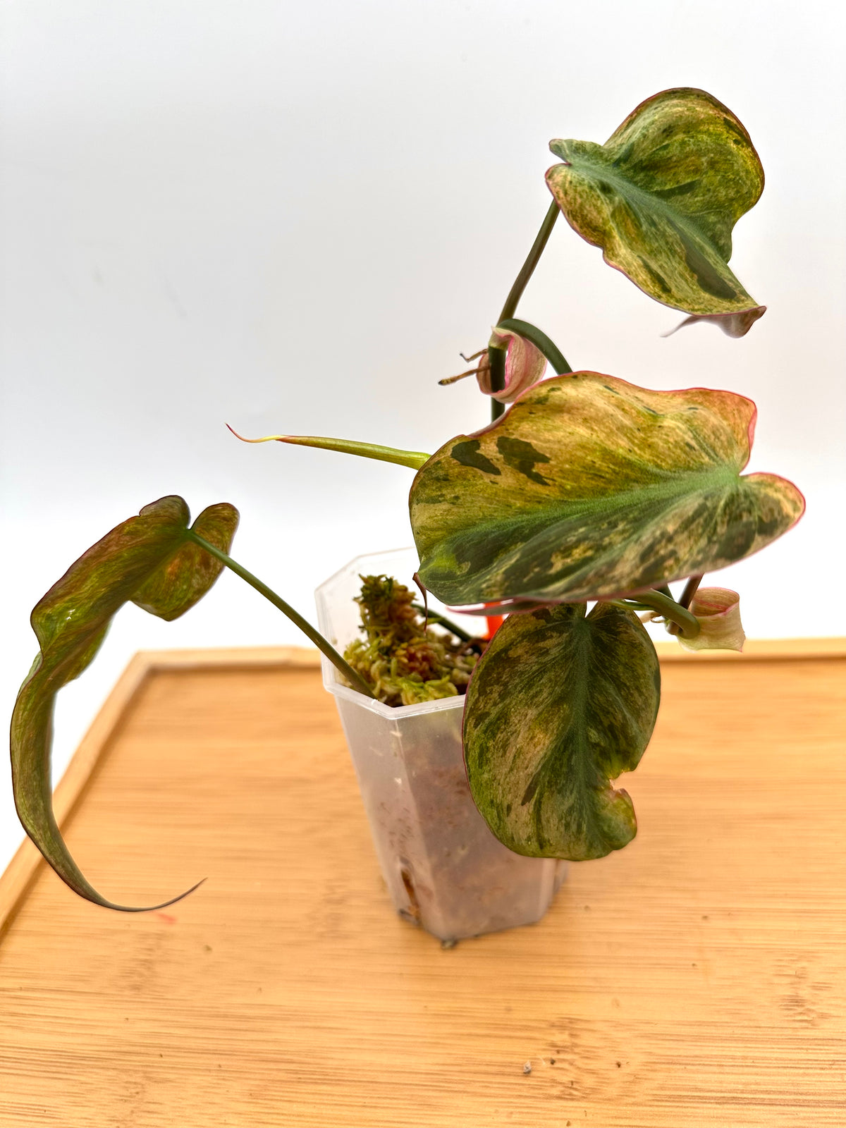 Philodendron Micans Mint Variegated