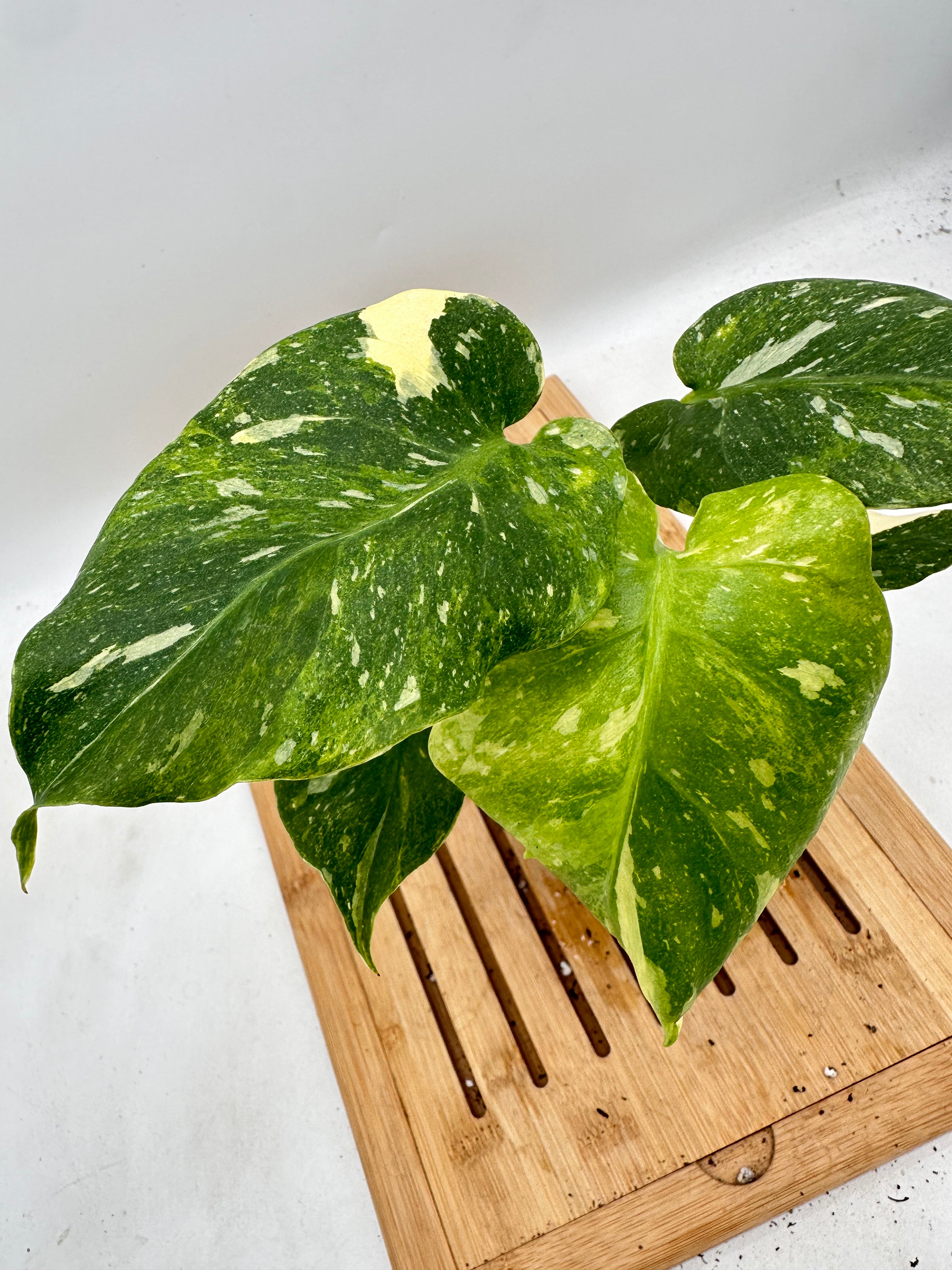 Products – Page 3 – Signature Tropicals