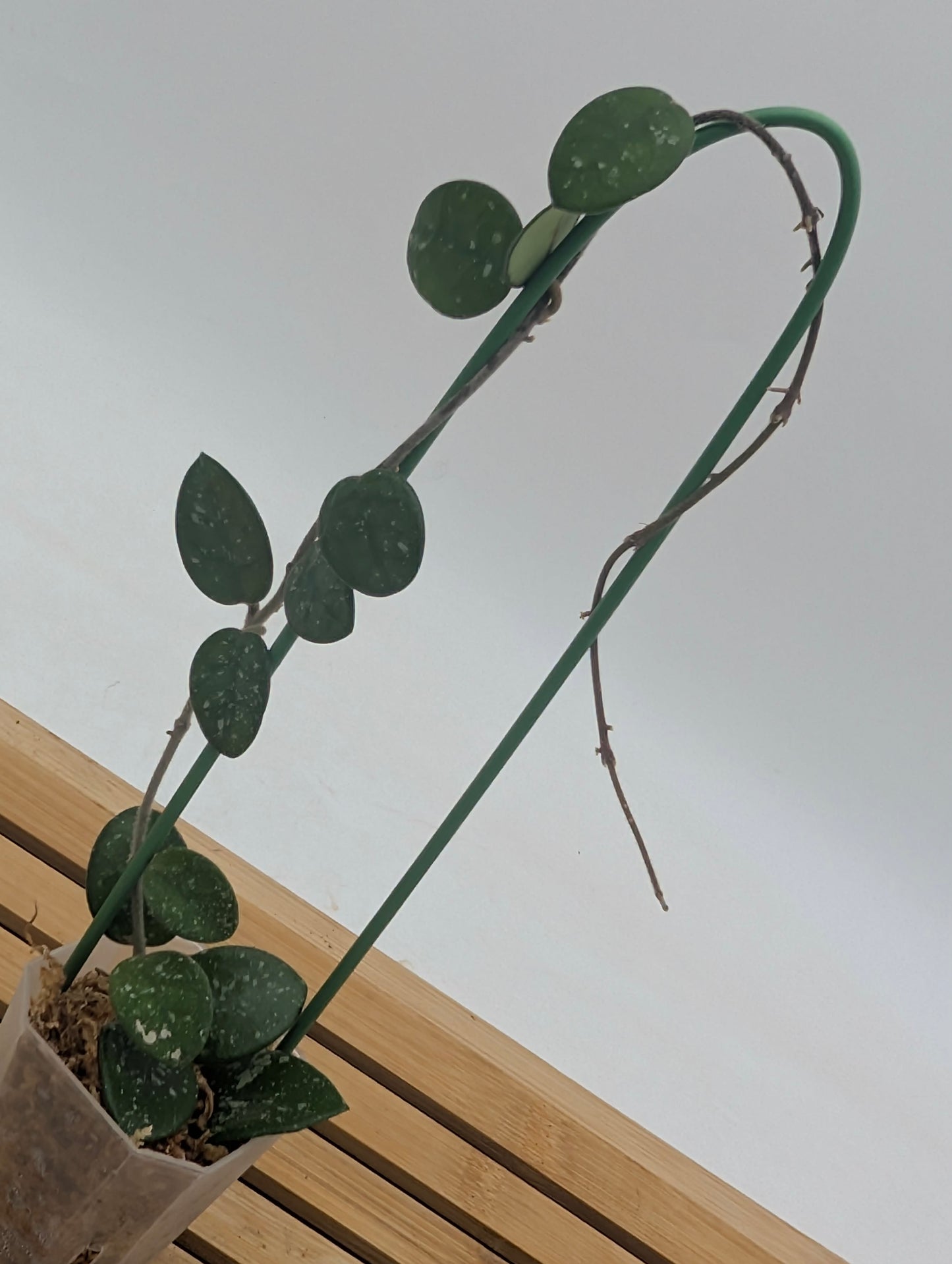Hoya Mathilde Splash