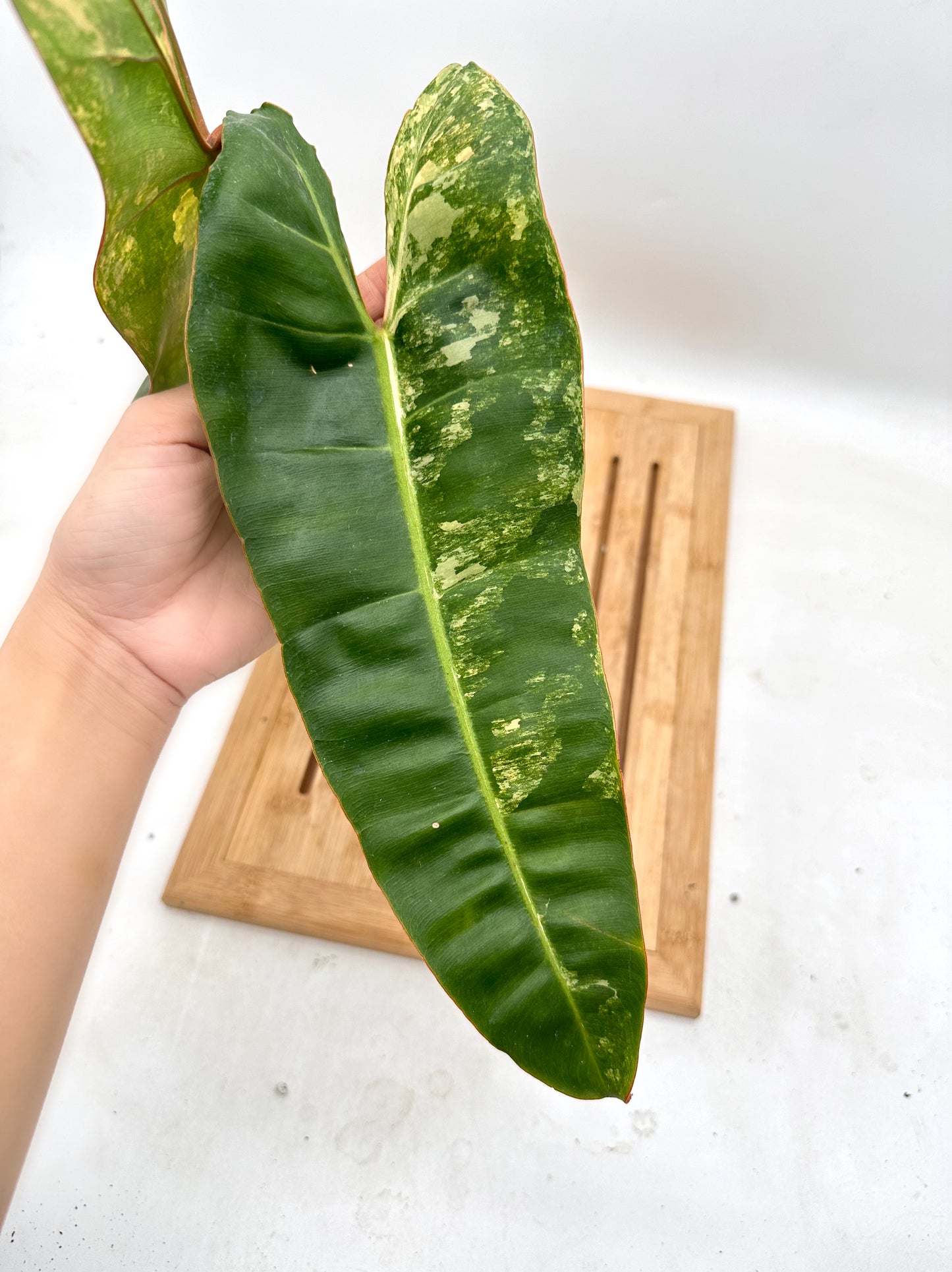 Philodendron Billietiae Variegated