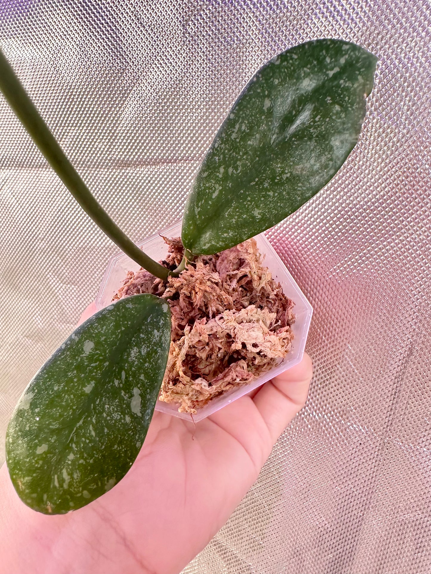 Hoya Diversifolia Splash - Top Cutting