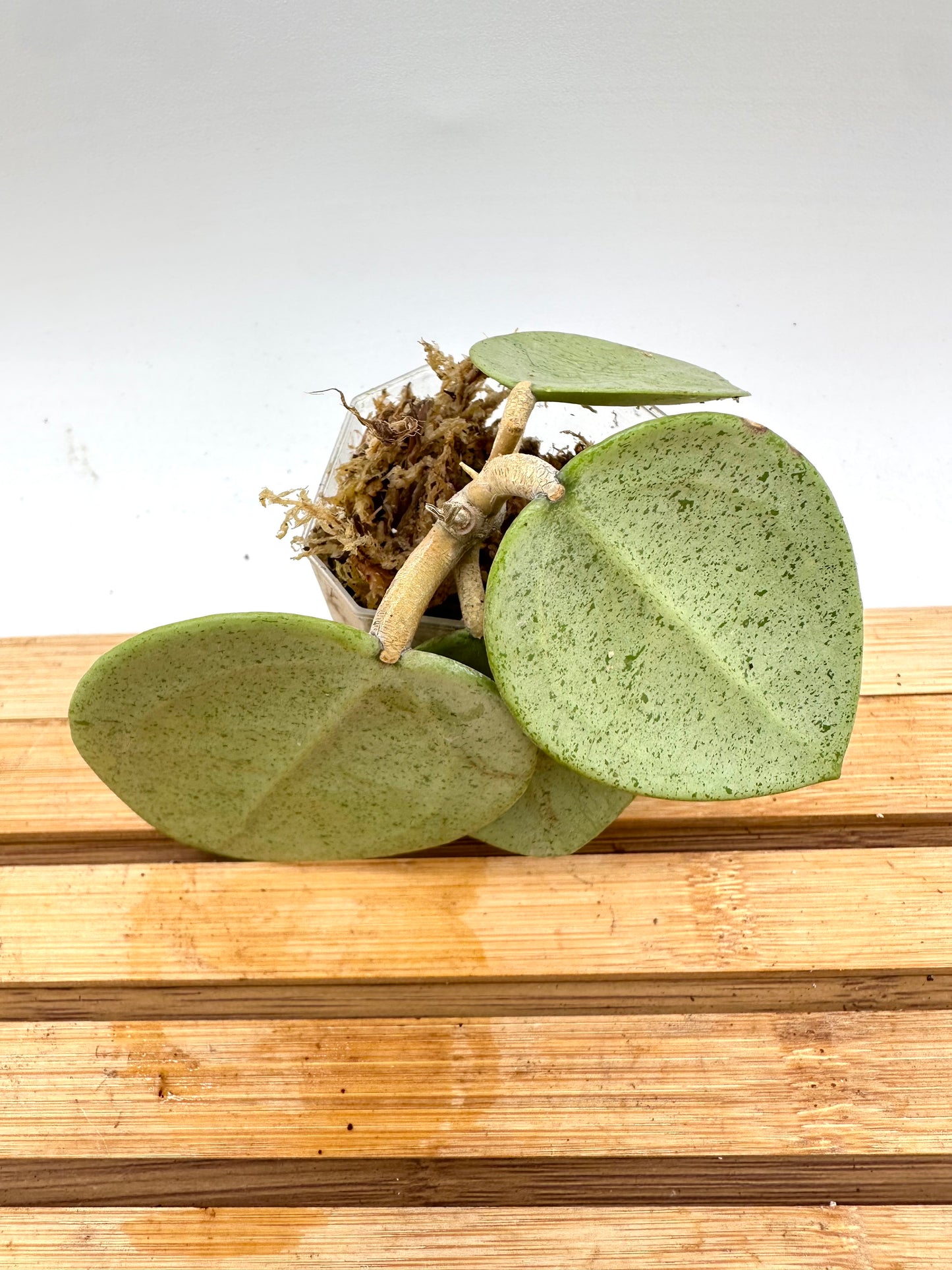 Hoya Verticillata ‘Silver Heart’
