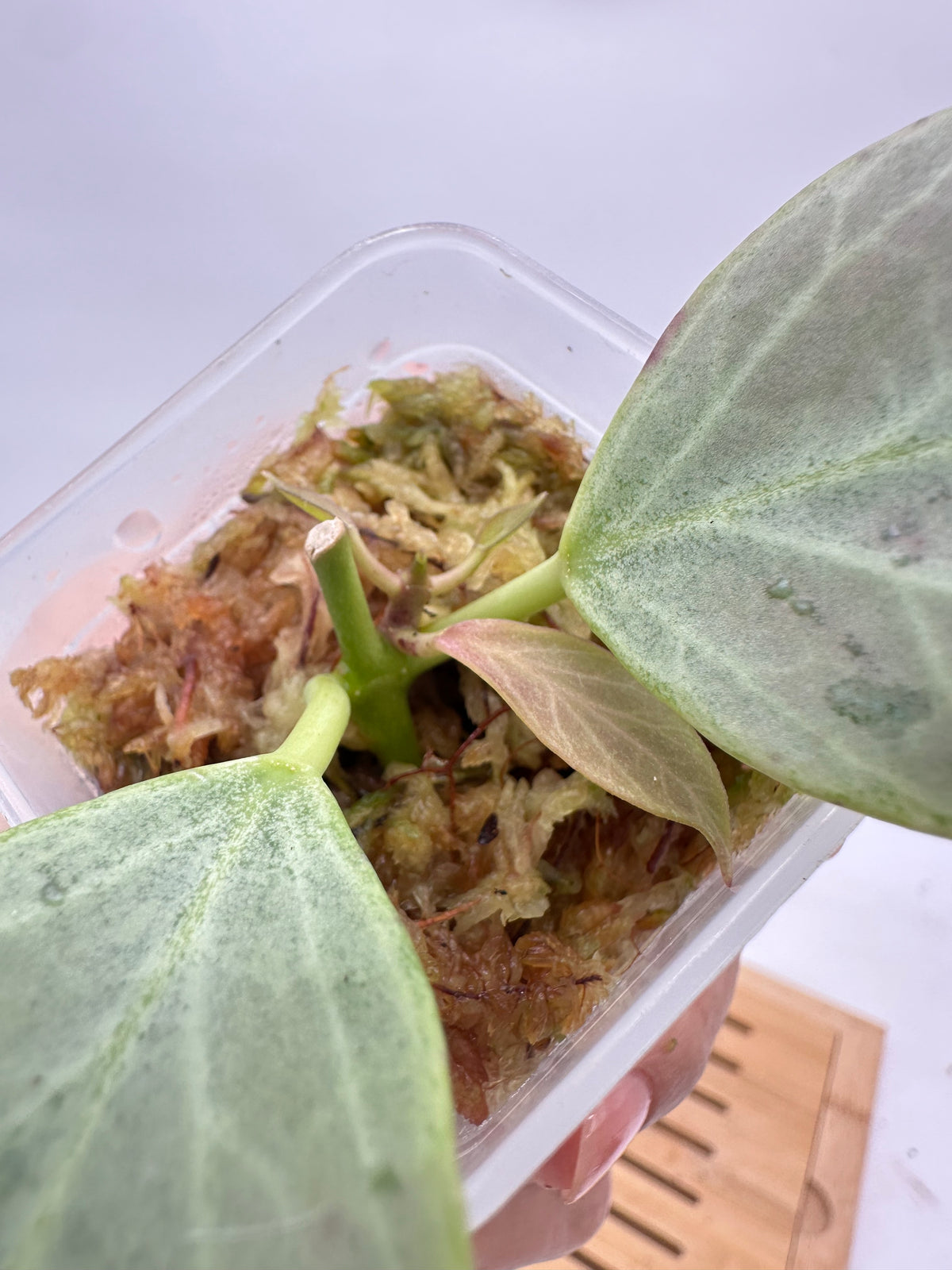 Hoya Rowena Silver