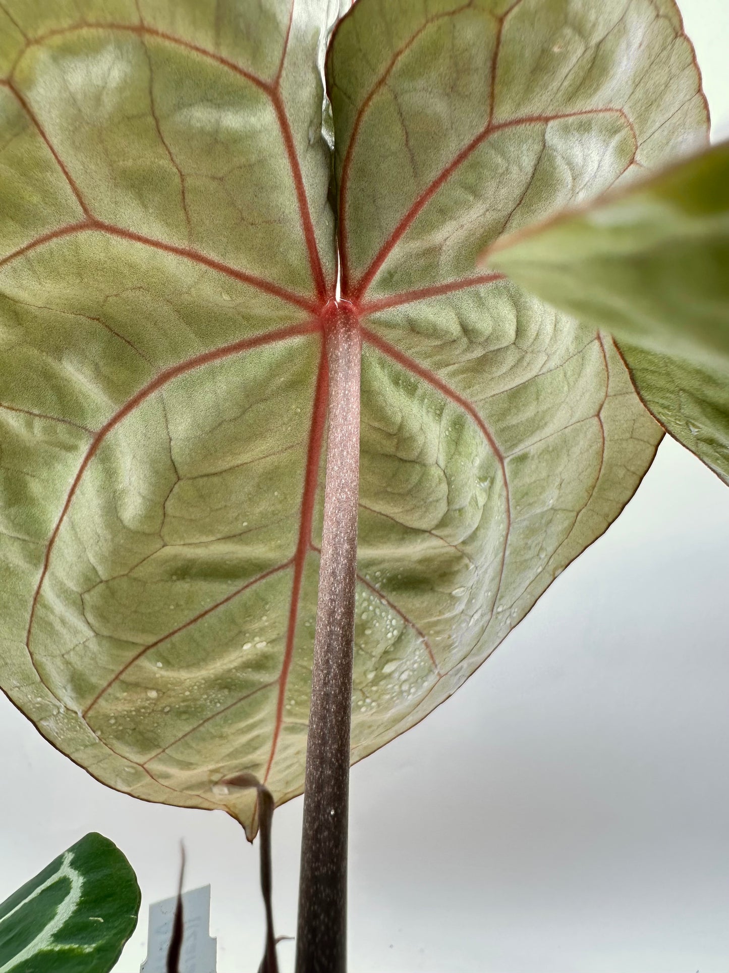 Anthurium Tim Anderson Memorial - Size Large