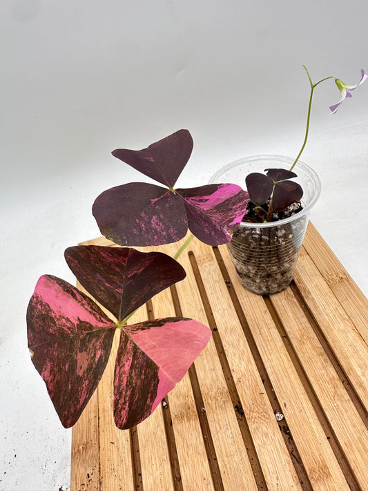 Oxalis Triangularis Pink Variegated