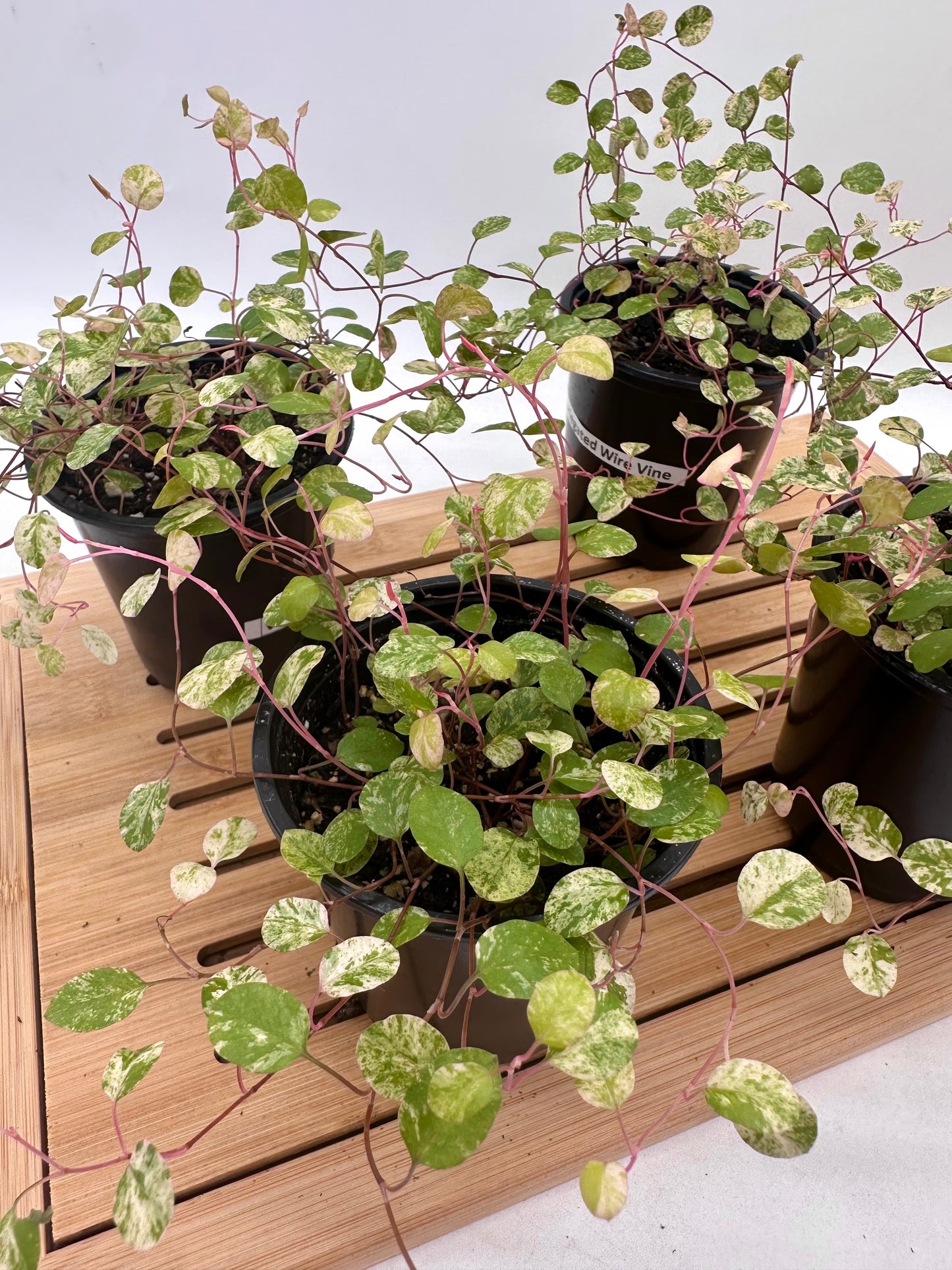 Variegated Wire Vine