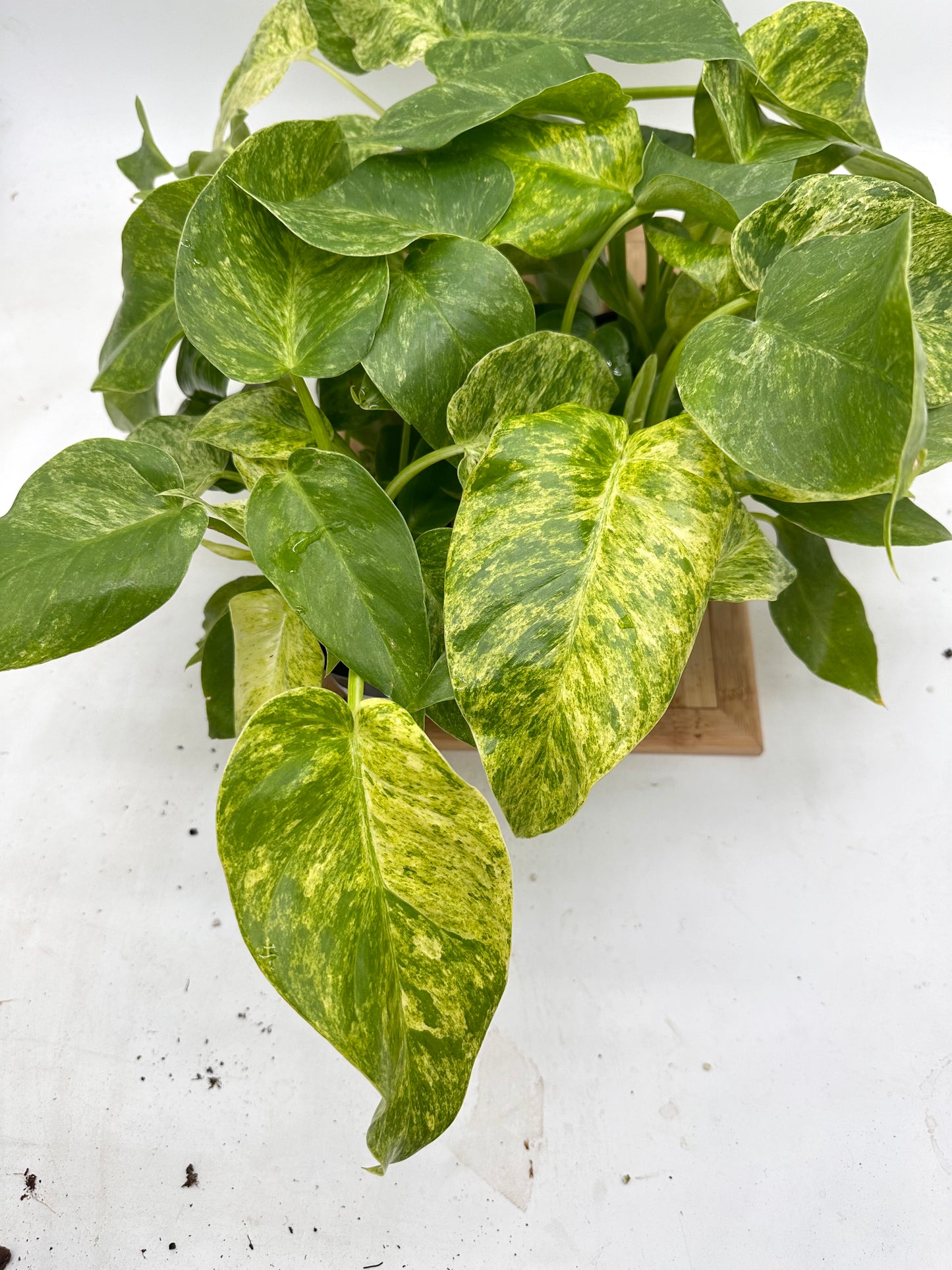 Philodendron Giganteum Blizzar Variegated (Multiple Plants/Growths in each pot)