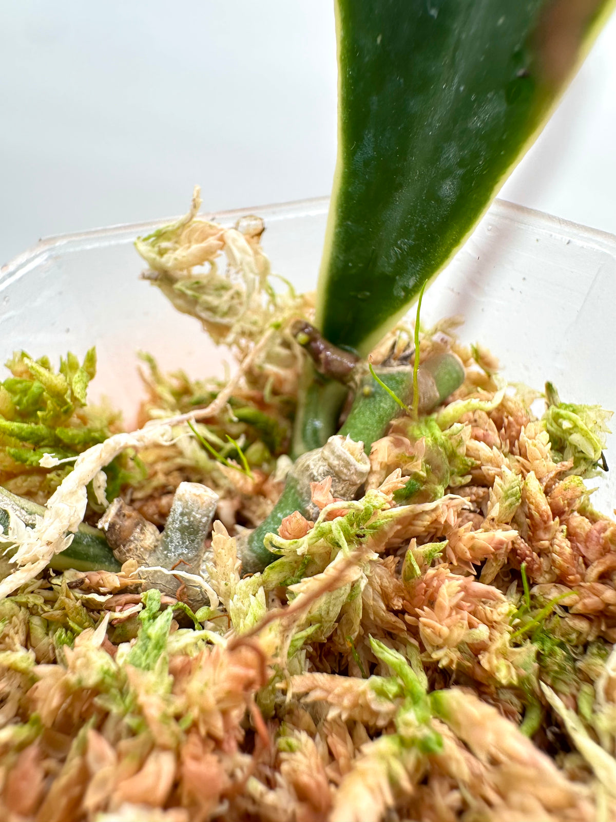 Hoya Sulawesiana Albo Variegated - With New Growth