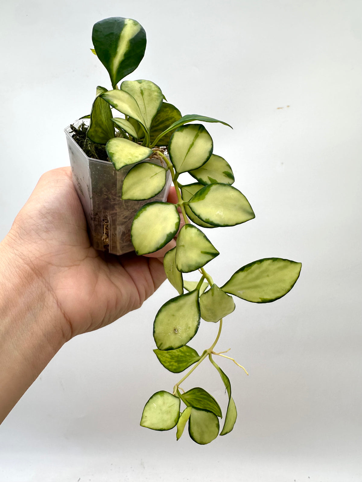 Hoya Heuschkeliana Inner Variegated