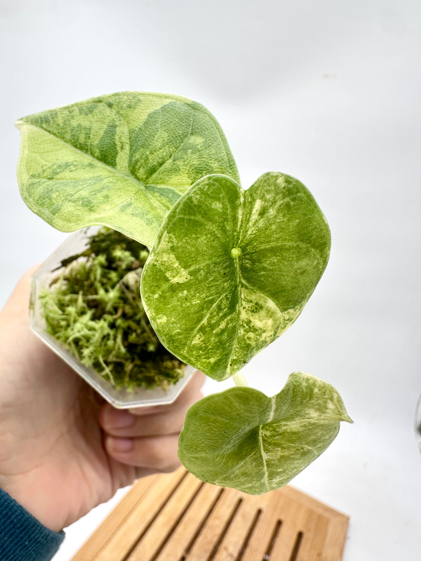 Alocasia Melo Aurea Variegated
