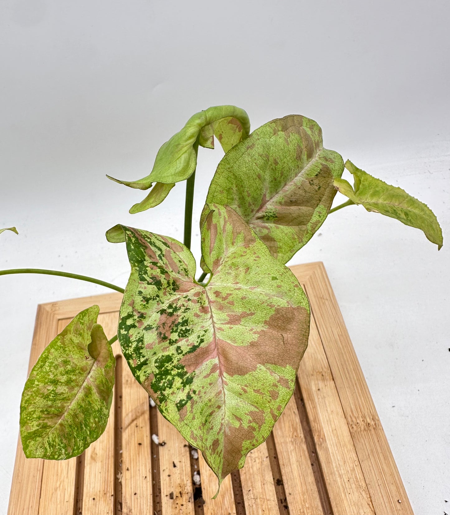 Syngonium Milk Confetii Tri-Colour Variegated