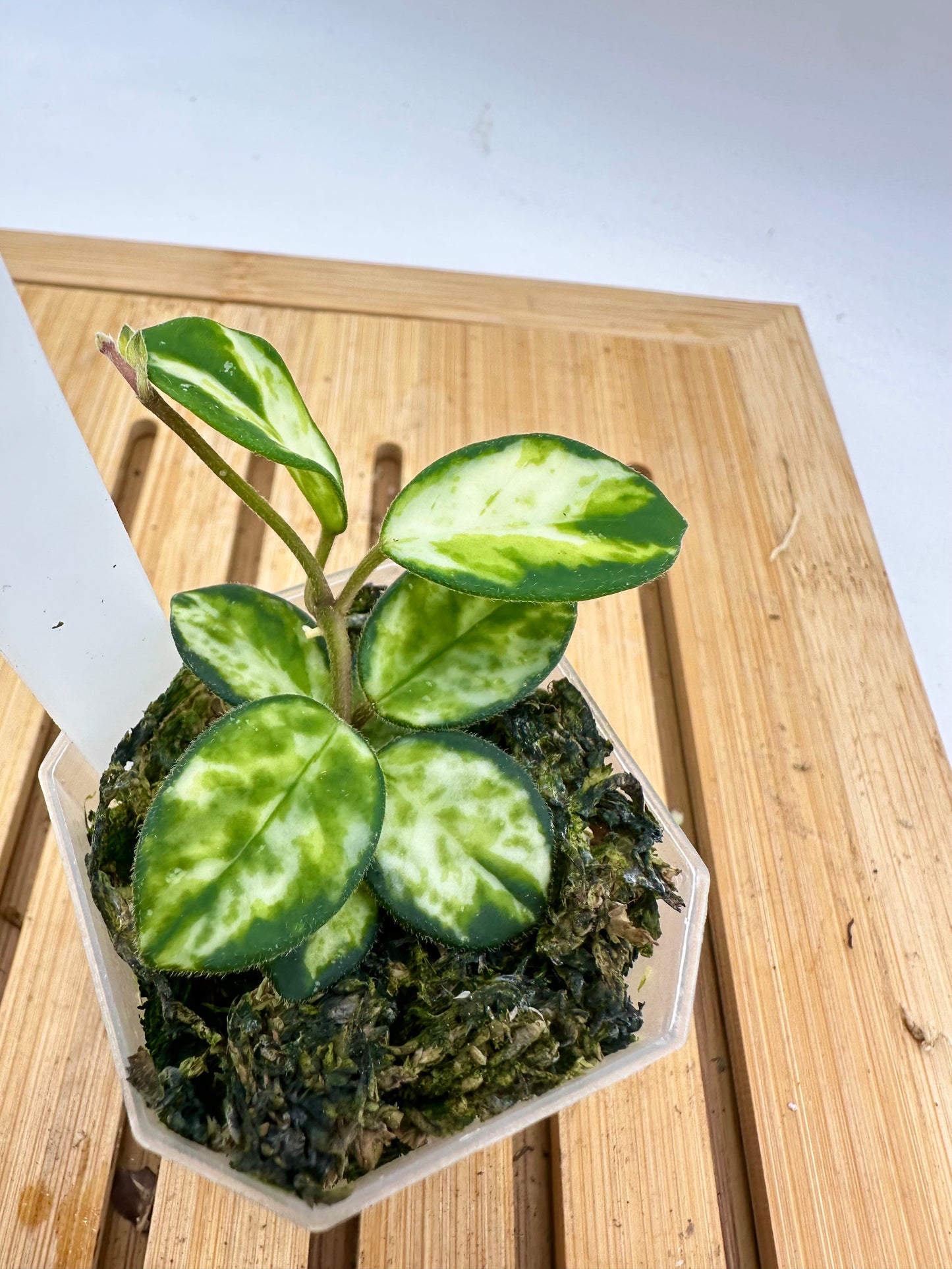 Hoya Mathilde Variegated