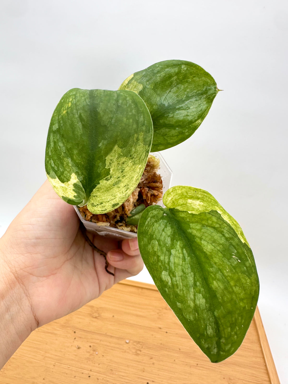 Scindapsus Swarnabhumi Variegated