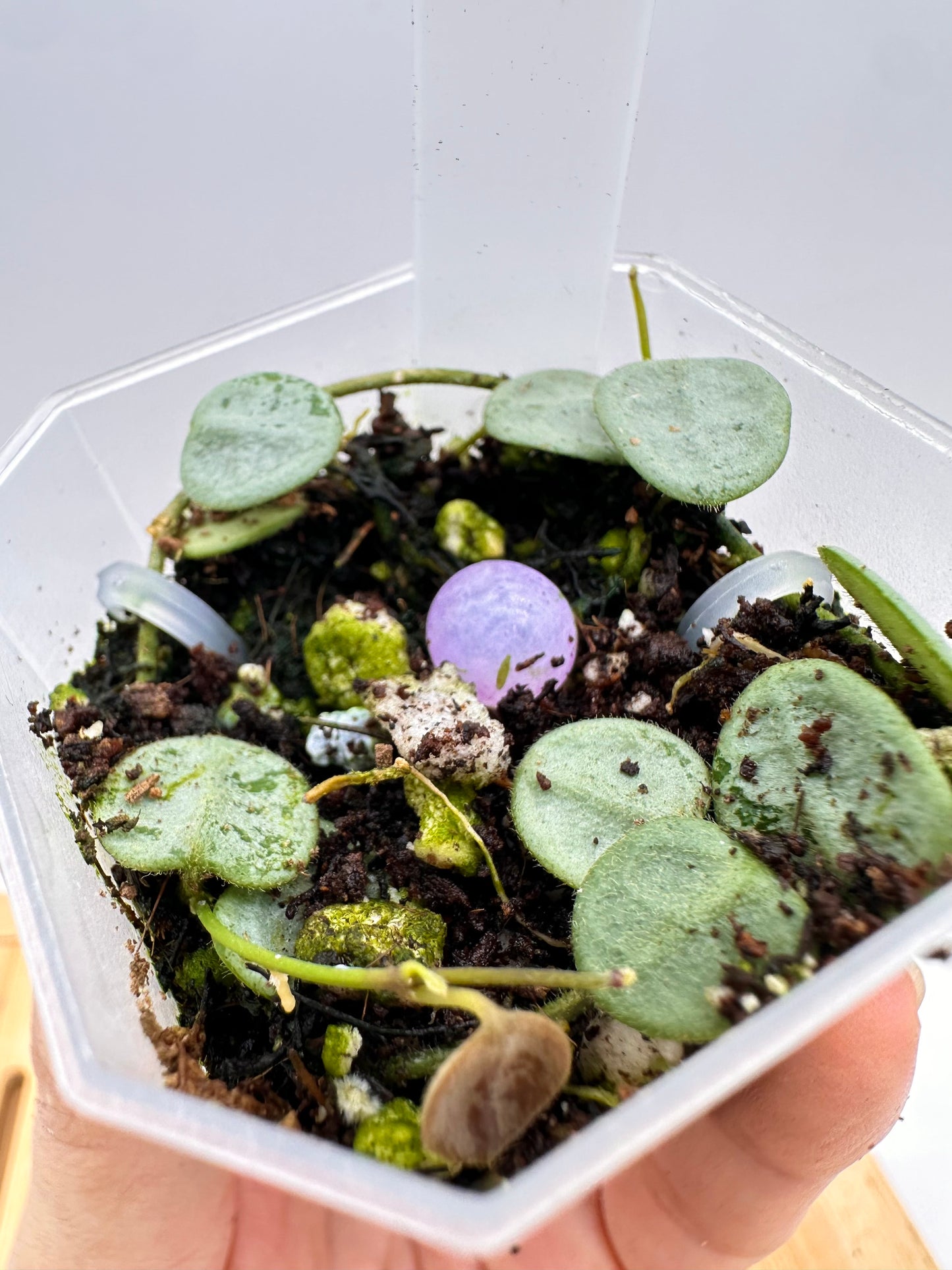 Hoya Serpens Silver - Multiple Growths