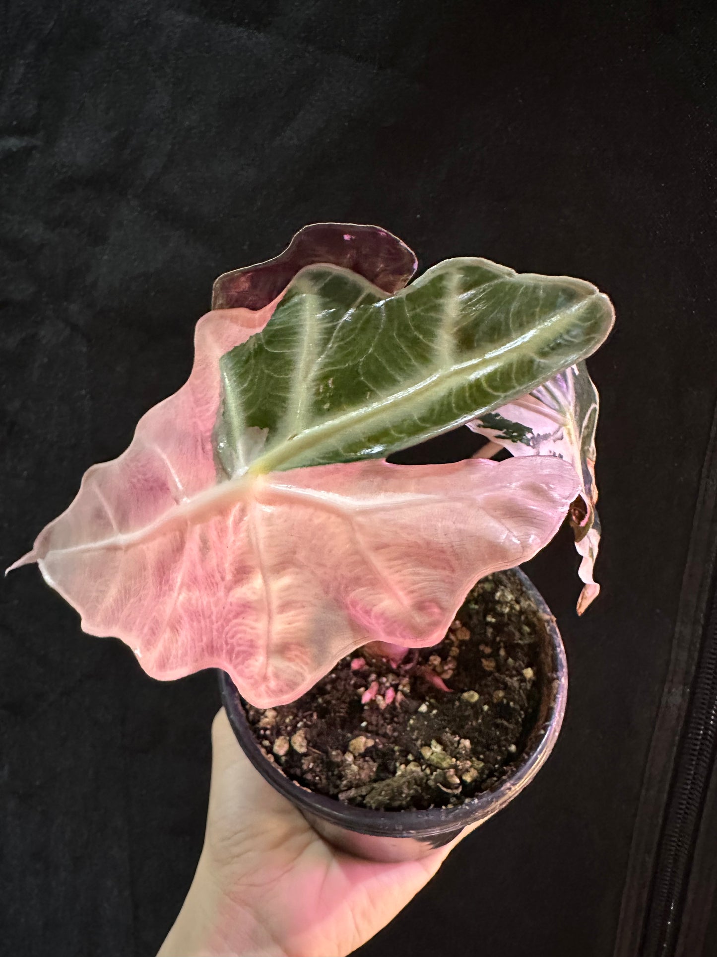 Alocasia Polly Snowflake Pink Variegated CORM