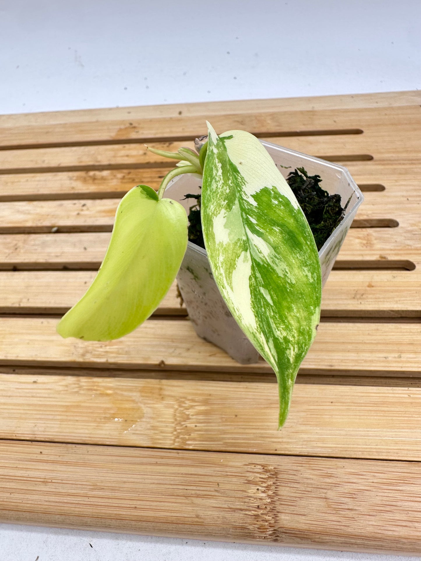 Philodendron Florida Beauty - Small Plant