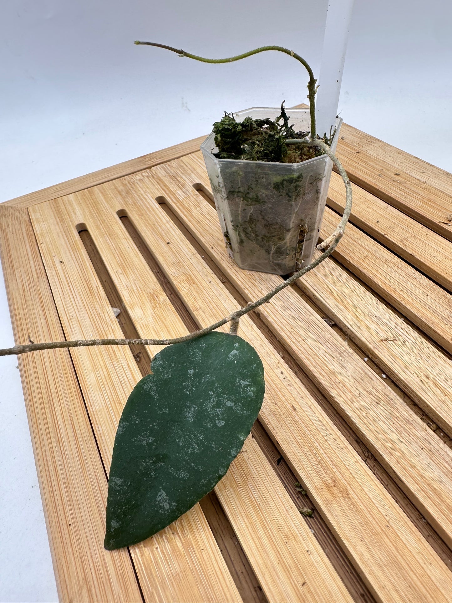 Hoya Caudata Splash - 117