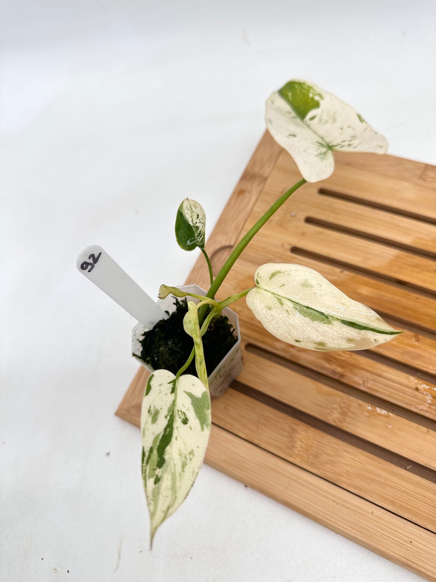 Philodendron Ilsemanii - Grown From Top Cutting 092