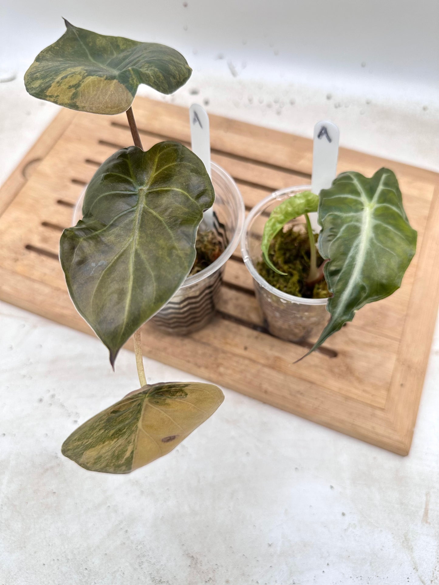 Combo Sale - Alocasia Venom & Alocasia Wentii Sunset Variegated