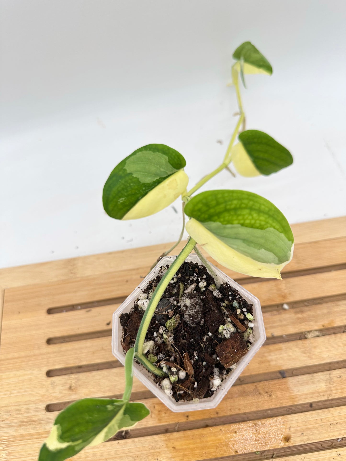Scindapsus Jade Satin Albo White Variegated