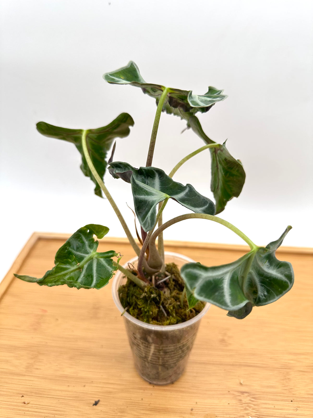 Alocasia Loco - Multiple Growths