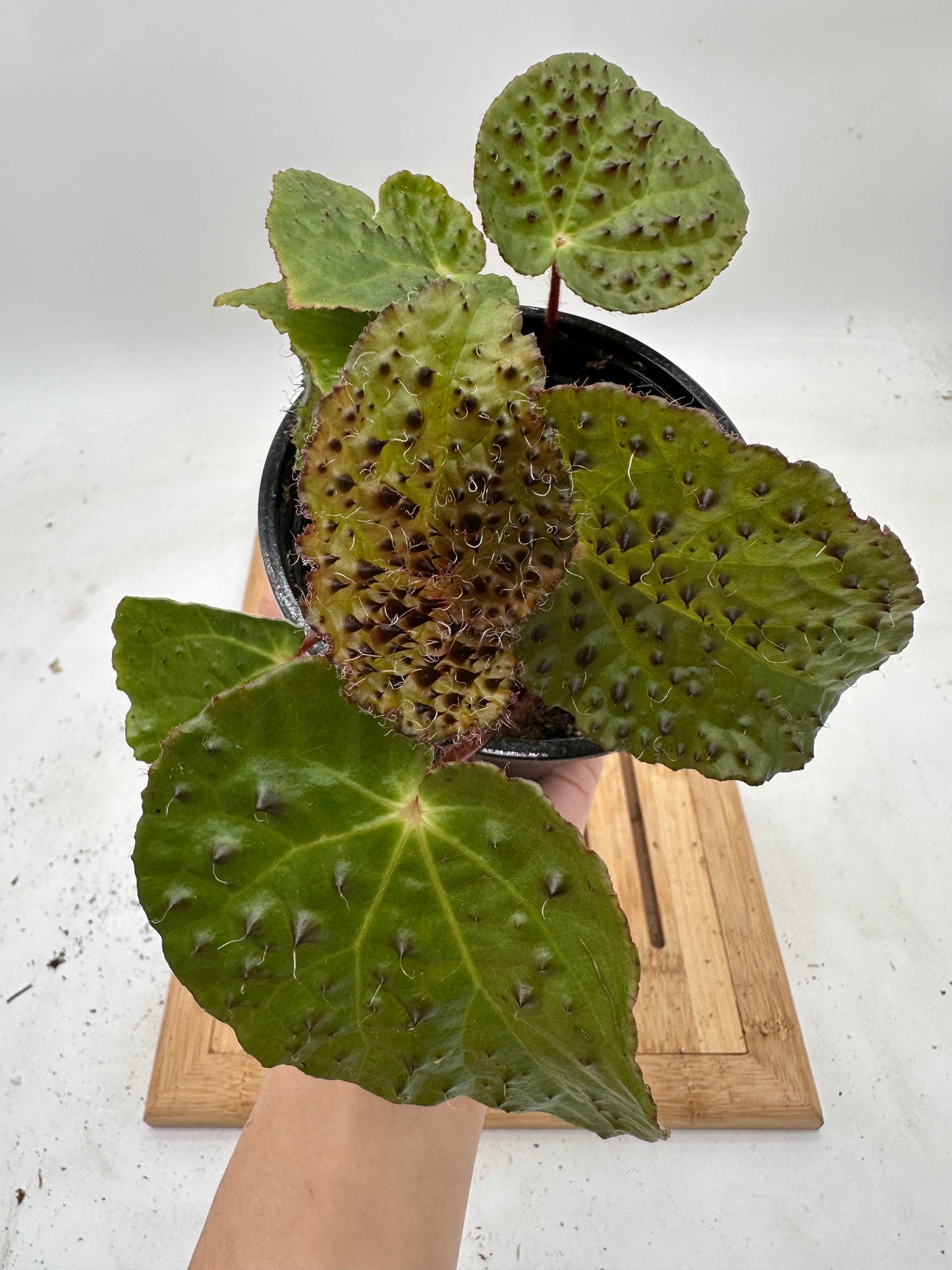 Begonia Ferox