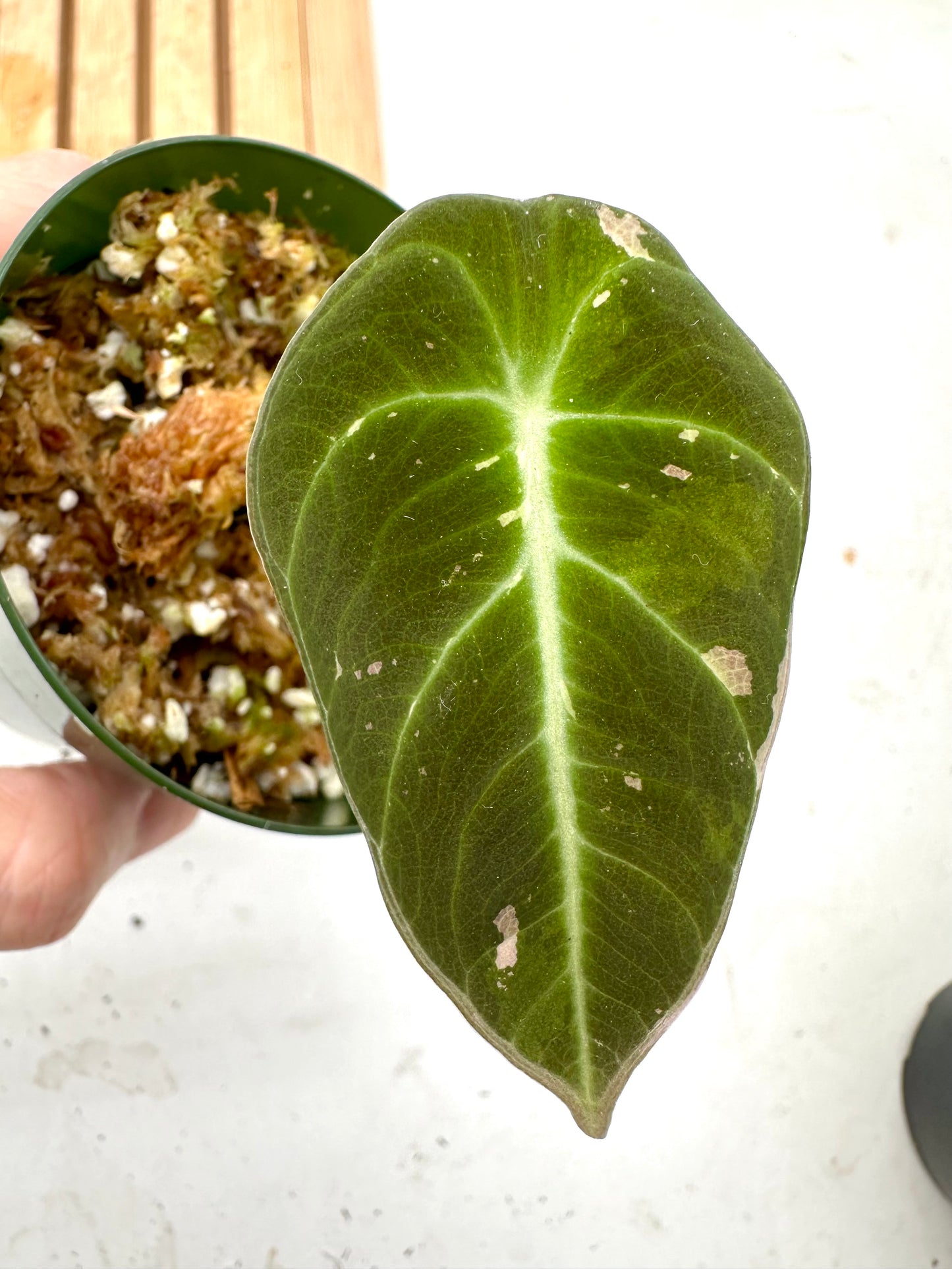 Alocasia Black Velvet Pink Variegated