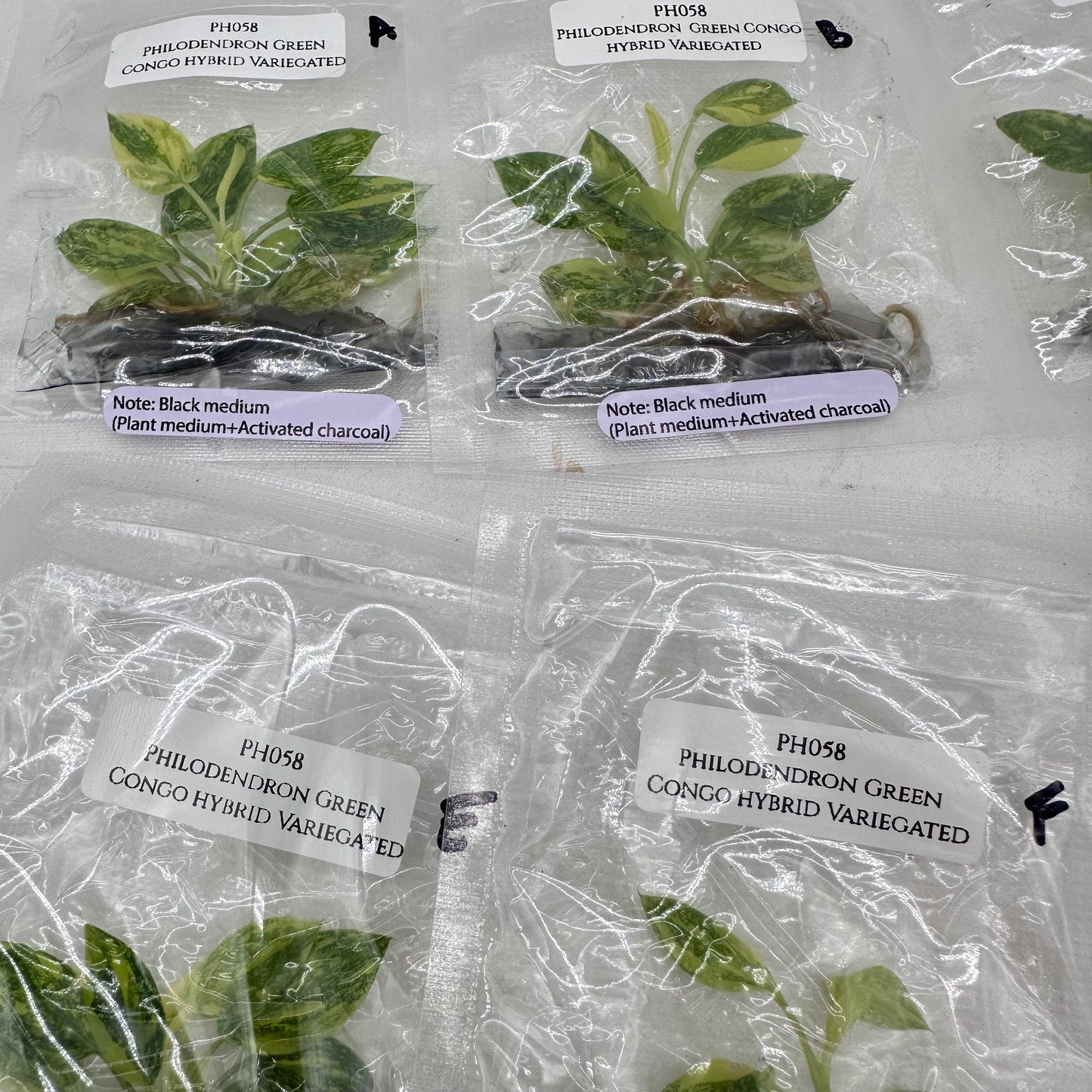 Tissue Culture - Philodendron Green Congo Hybrid Variegated