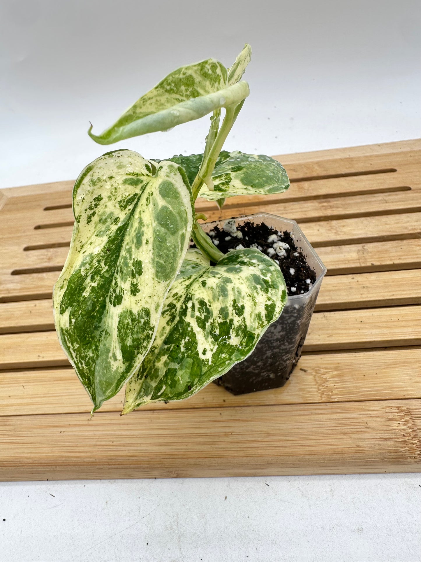 Scindapsus Guelis