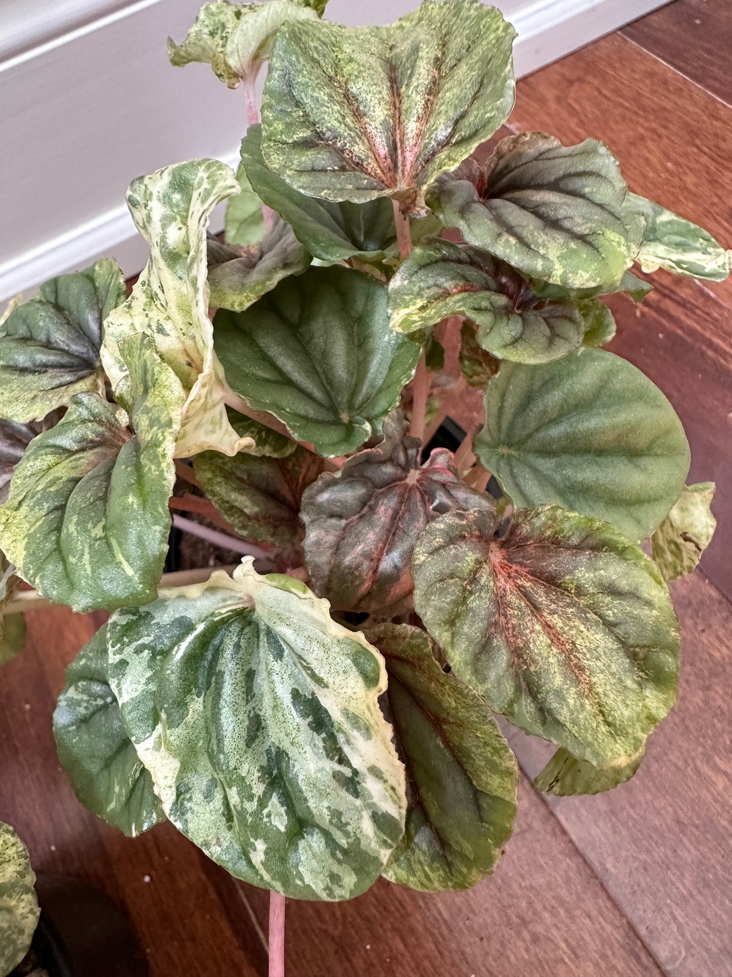 Peperomia Pink Lady Variegated