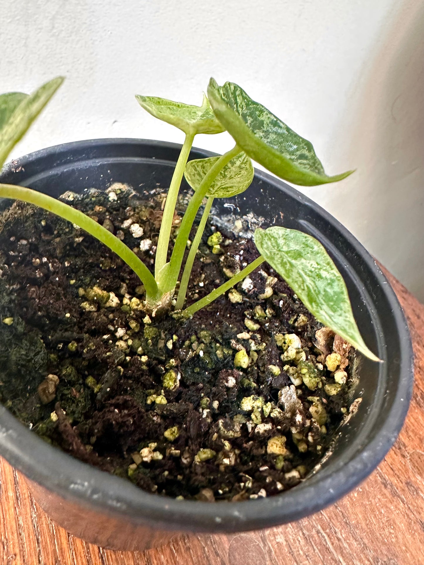 Alocasia Dragon Scale Mint Variegated - 2 growths
