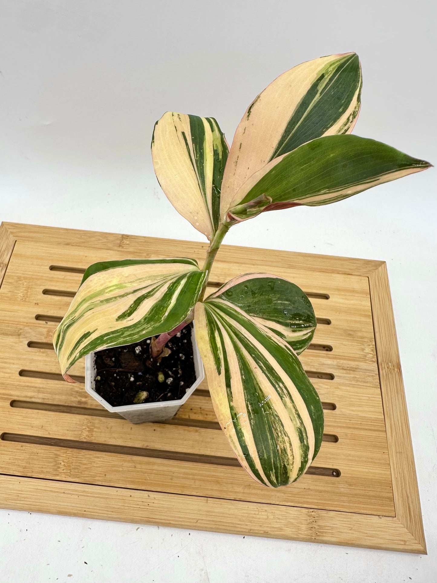 Spiral Ginger Pink Variegated - Multiple Growths