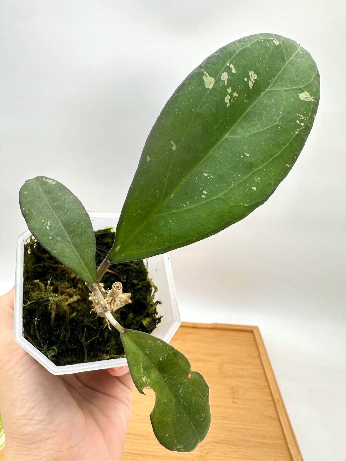 Hoya Nervosa x Joy - Rare Find