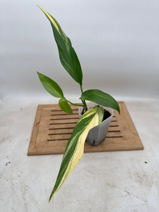 Epipremnum Amplissimum Variegated