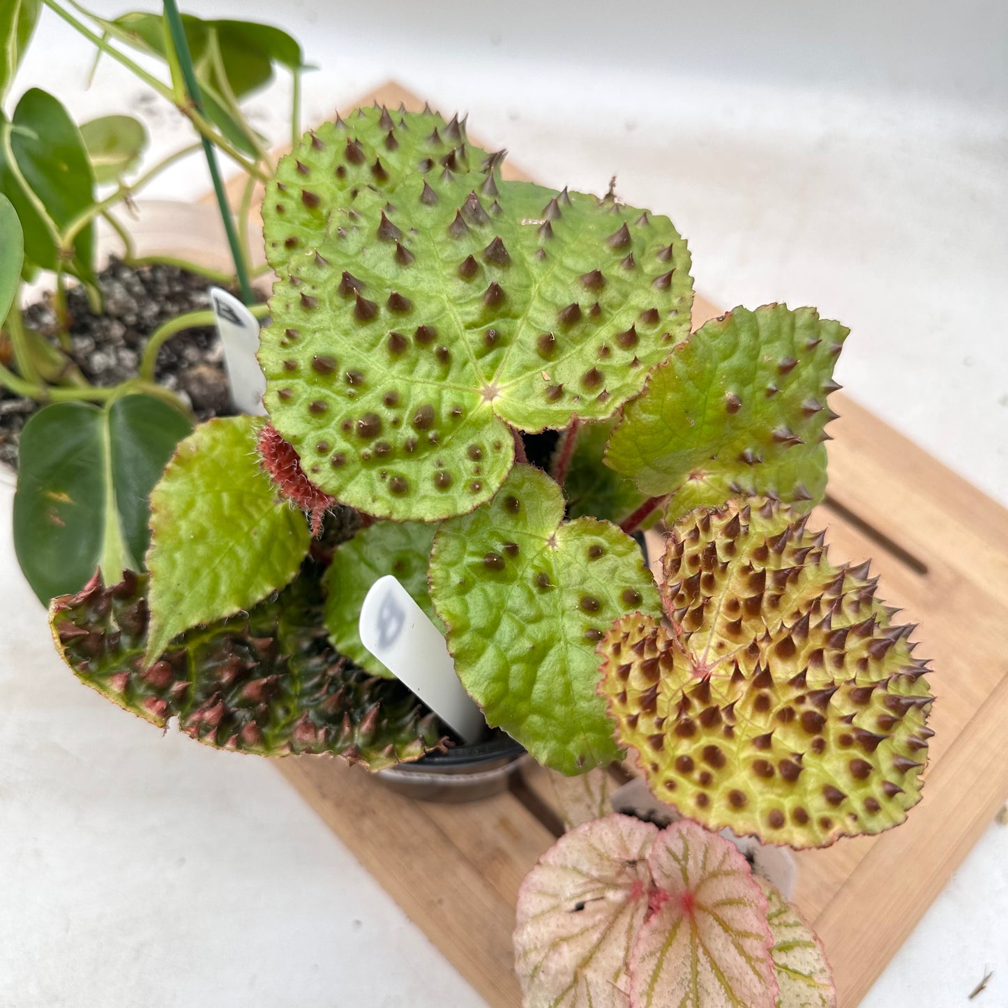 Combo Sale - Begonia Ferox & Begonia X’Frosty & Philodendron Silver Stripes