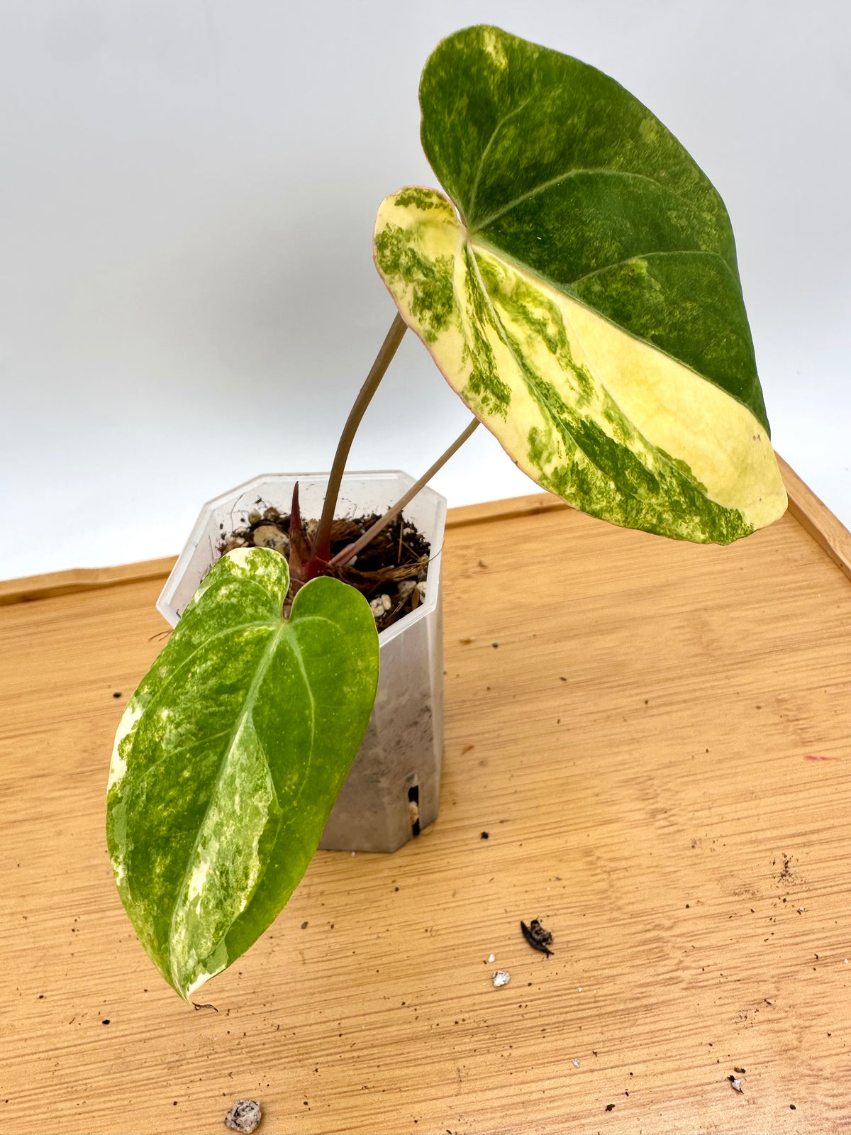 Anthurium Papillilaminum Variegated