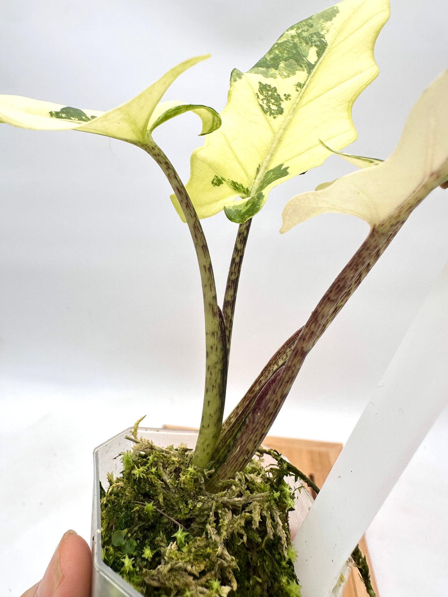 Alocasia Lauterbachiana Albo Variegated