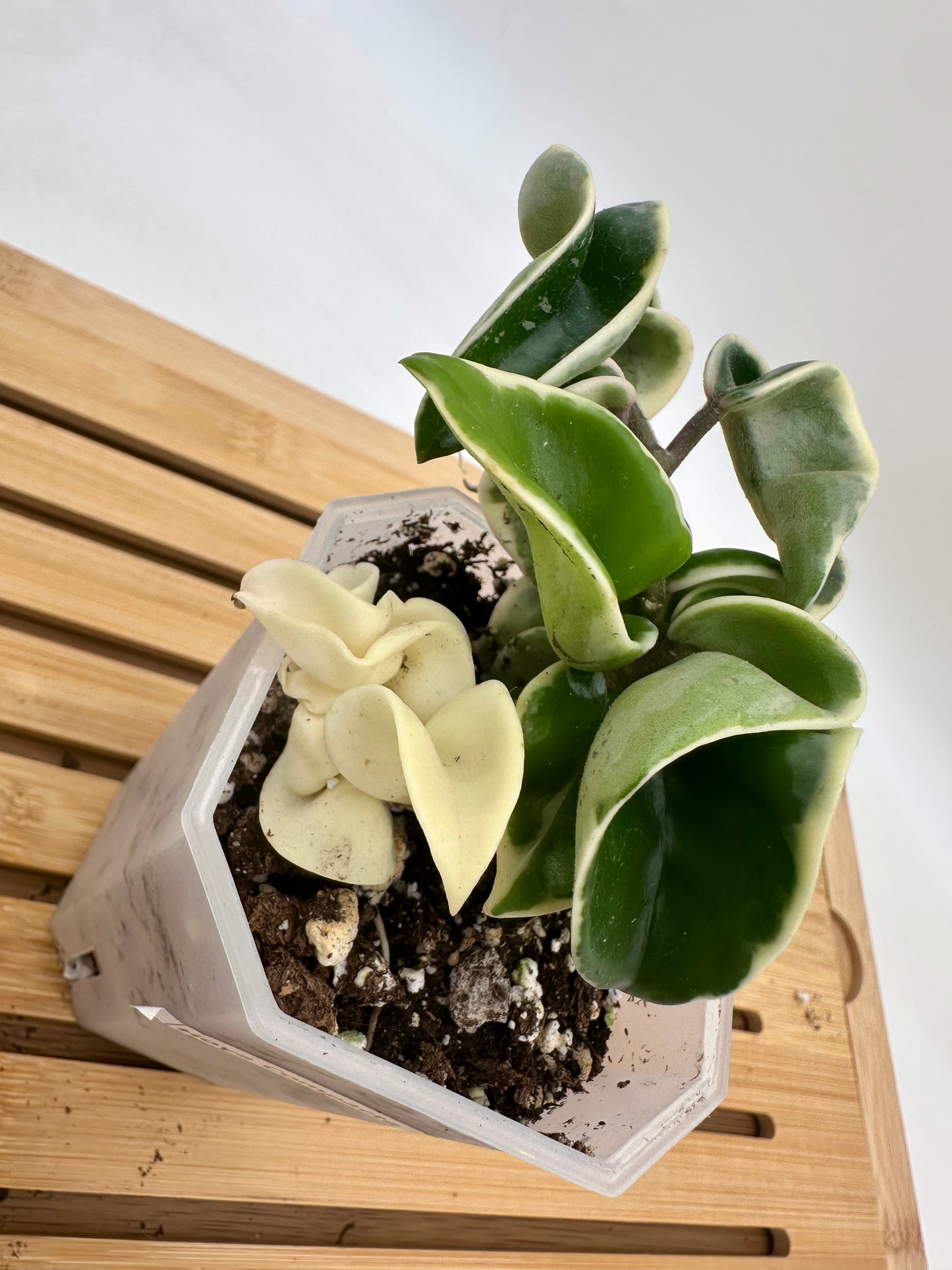 Hoya Compacta Hindu Rope Albo Variegated